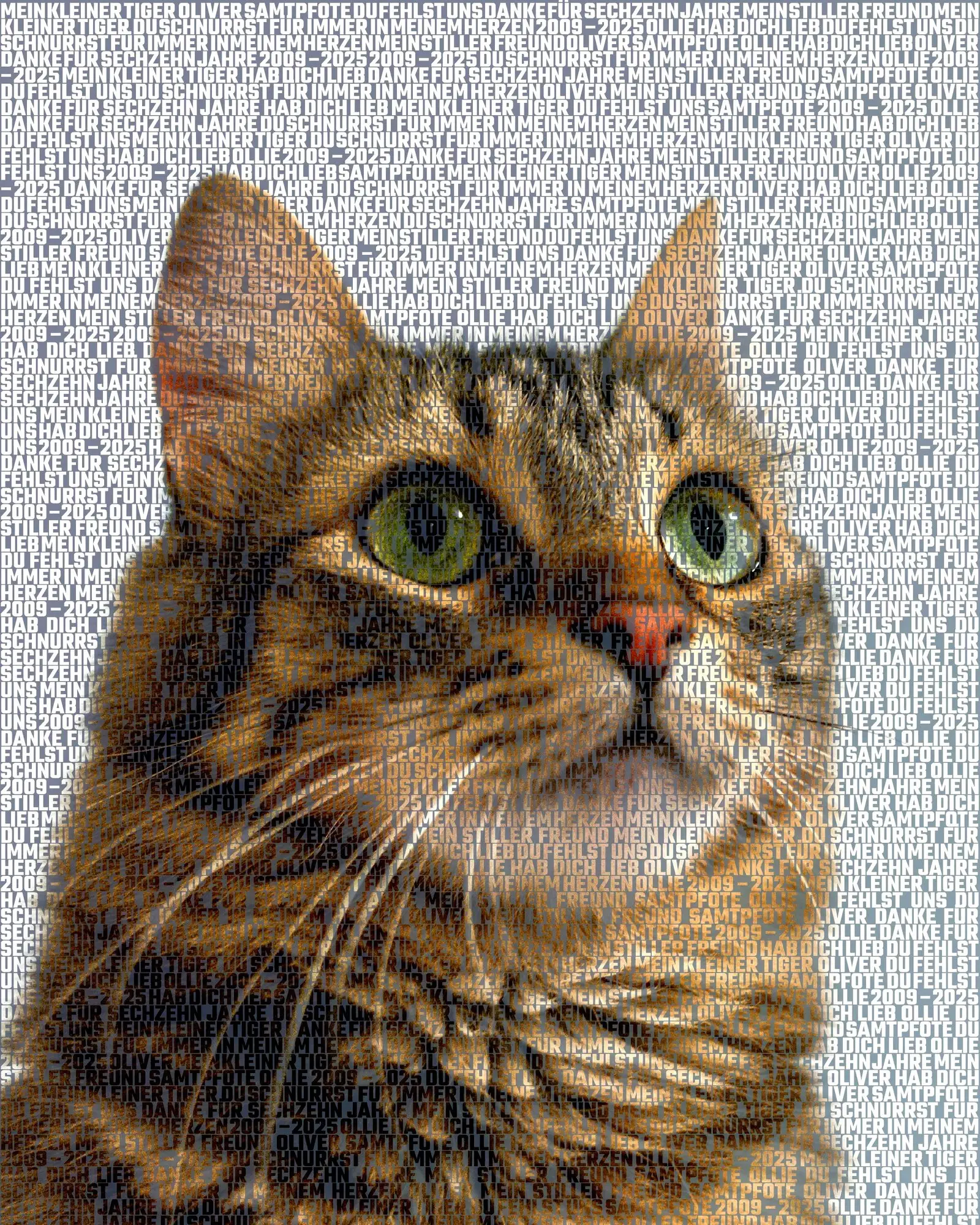 Oliver, 2009 – 2025: Ollie, Mein kleiner Tiger, Du schnurrst für immer in meinem Herzen