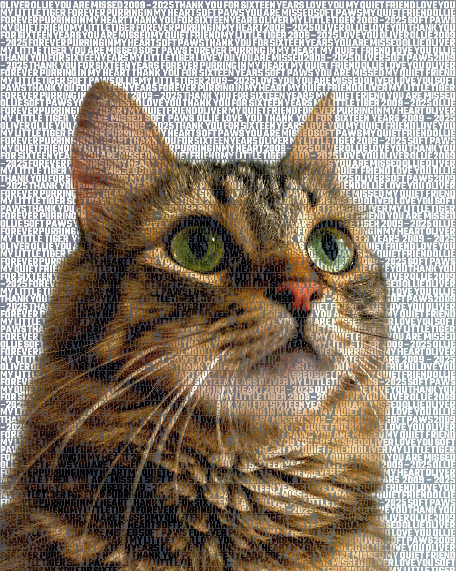 Oliver, 2009 – 2025: Ollie, My little tiger, Forever purring in my heart, Thank you for sixteen years